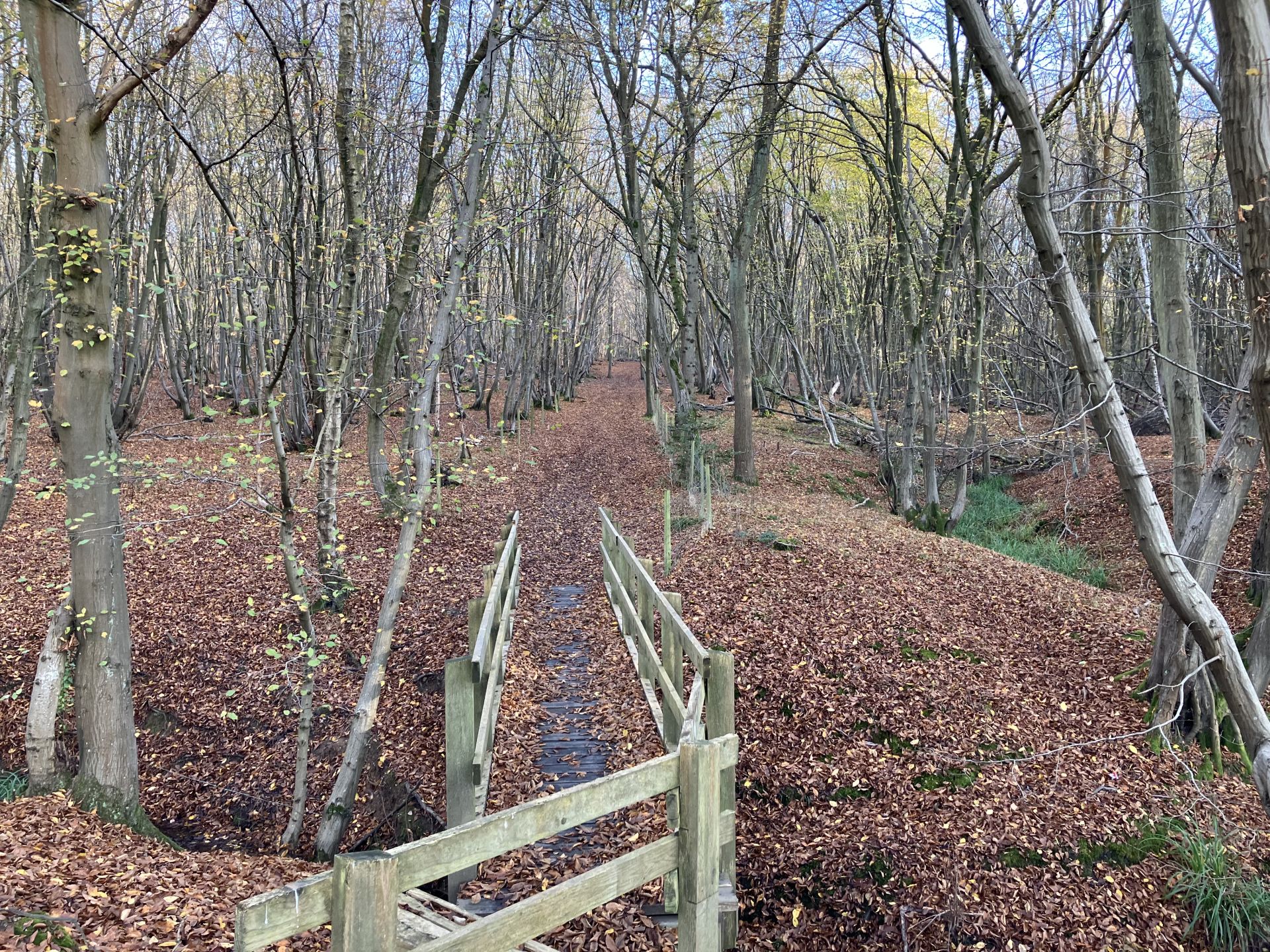 Bayford Woods